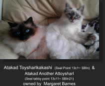 Atakad Toysharlkakashi  (Seal Point 13c1~ SBIn)  &   Atakad Another Attoysharl    (Seal tabby point 13c11~ SBIn21) owned by  Margaret Barnes
