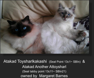 Atakad Toysharlkakashi  (Seal Point 13c1~ SBIn)  &   Atakad Another Attoysharl    (Seal tabby point 13c11~ SBIn21) owned by  Margaret Barnes